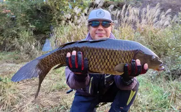 「ボイリーエサで80cmコイを釣りあげる【長良川】ノベザオで豪快なファイトを堪能」の画像