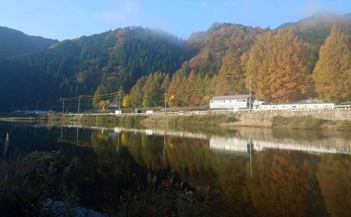 ボイリーエサで80cmコイを釣りあげる【長良川】ノベザオで豪快なファイトを堪能