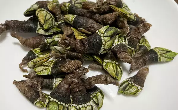 釣りで何も釣れなかった時の【カメノテ採取のススメ】　採り方・調理法・食べ方を紹介