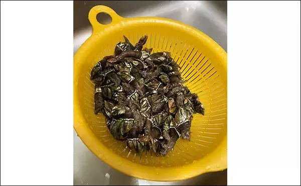 「釣りで何も釣れなかった時の【カメノテ採取のススメ】　採り方・調理法・食べ方を紹介」の画像