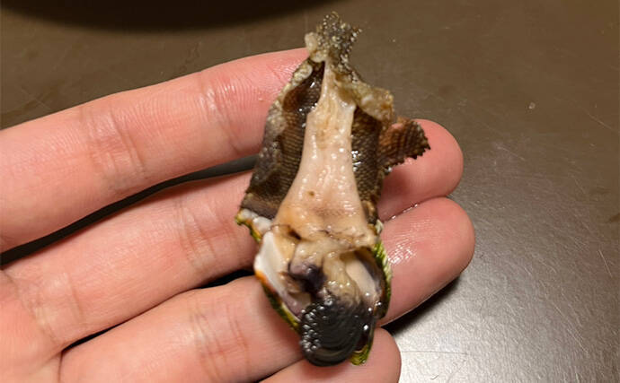 釣りで何も釣れなかった時の【カメノテ採取のススメ】　採り方・調理法・食べ方を紹介