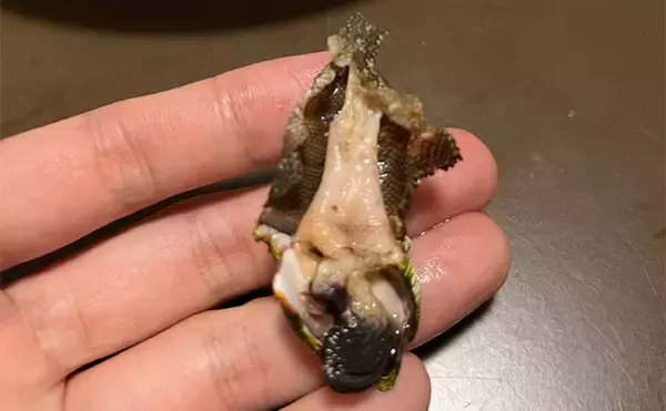 「釣りで何も釣れなかった時の【カメノテ採取のススメ】　採り方・調理法・食べ方を紹介」の画像