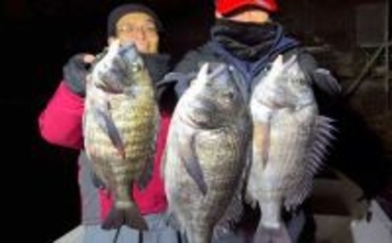 【沖のルアー釣果速報】チヌジギで良型クロダイ連発！ホウボウも入れ食い状態（愛知）