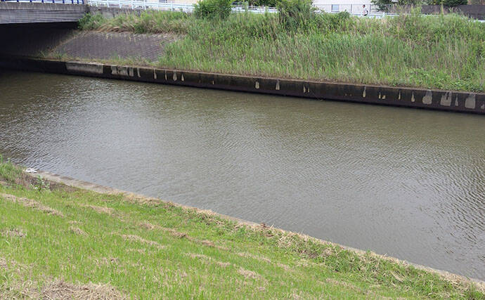 雨後の激濁り河川を攻略！67cmシーバス登場【千葉】ボイル狙い撃ちにヒット