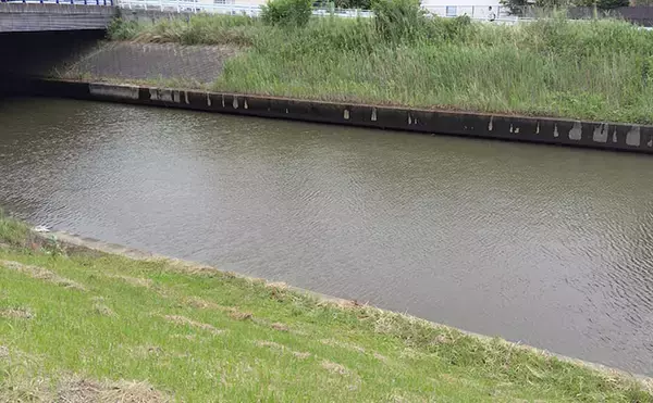 「雨後の激濁り河川を攻略！67cmシーバス登場【千葉】ボイル狙い撃ちにヒット」の画像