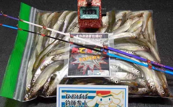 「ボートワカサギ釣りで本命313尾キャッチ　中層での拾い釣りが奏功」の画像