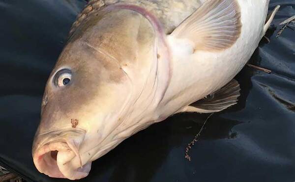 ヨーロピアンカープフィッシングの魅力 日本の鯉釣りとの違いは 22年5月28日 エキサイトニュース ヨーロピアンカープフィッシングの魅力 日本の鯉釣りとの違いは 22年5月28日 エキサイトニュース