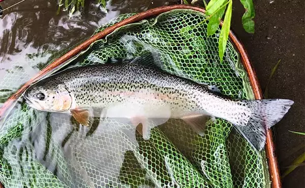 北海道ニセコの激戦区「尻別川」ルアー釣行で良型ニジマスにヤマメ登場