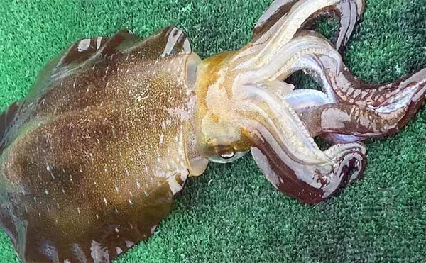 ボートヤエン釣りで1.5kg級頭にアオリイカ3杯【三重】ポイント選びに苦戦