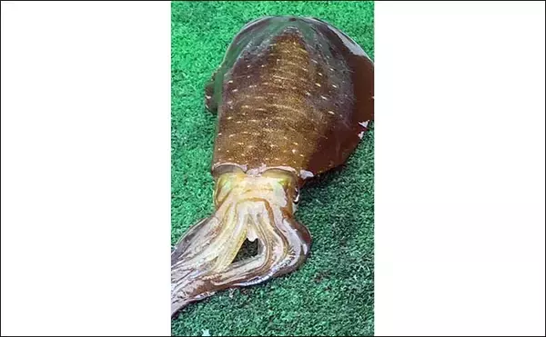 「ボートヤエン釣りで1.5kg級頭にアオリイカ3杯【三重】ポイント選びに苦戦」の画像