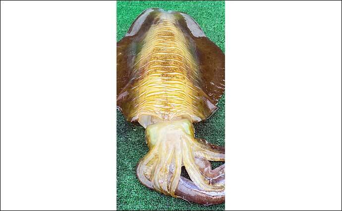 ボートヤエン釣りで1.5kg級頭にアオリイカ3杯【三重】ポイント選びに苦戦