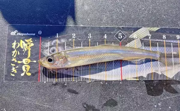 「入鹿池でのボートワカサギ釣りで130匹キャッチ！【愛知】灯台裏ポイントで連発」の画像