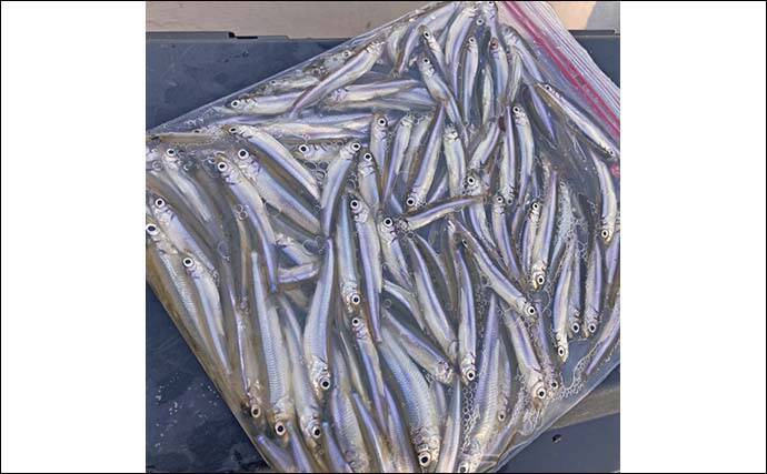 入鹿池でのボートワカサギ釣りで130匹キャッチ！【愛知】灯台裏ポイントで連発