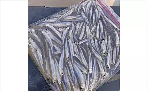 「入鹿池でのボートワカサギ釣りで130匹キャッチ！【愛知】灯台裏ポイントで連発」の画像