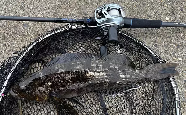 「「GW明けのタフコンディションに大苦戦！」北海道の漁港で40cm級頭にアイナメ2尾キャッチ」の画像