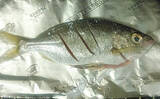 「釣魚で作る「シンプル」レシピ：クロサギの素焼き　ポン酢を少し垂らして」の画像4