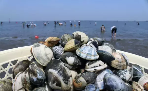 「栄養士おすすめの【タウリンが豊富な魚介類】　栄養を逃さない調理のコツとは？」の画像