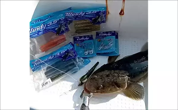 「【沖のルアー釣果速報】ルアー便でビギナーがマゴチ連発！青物も入れ食いで大盛り上がり（愛知）」の画像