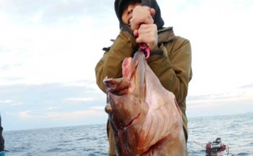 【沖釣り釣果速報】抱えきれない21kgアラ！玄界灘の落とし込み釣りで衝撃の一尾（福岡）