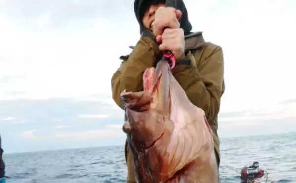 【沖釣り釣果速報】抱えきれない21kgアラ！玄界灘の落とし込み釣りで衝撃の一尾（福岡）