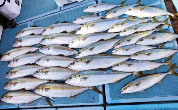 「【沖釣り釣果速報】抱えきれない21kgアラ！玄界灘の落とし込み釣りで衝撃の一尾（福岡）」の画像