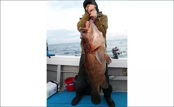 「【沖釣り釣果速報】抱えきれない21kgアラ！玄界灘の落とし込み釣りで衝撃の一尾（福岡）」の画像