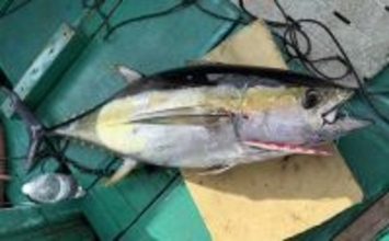 「諦めたら試合終了？」 トンジギ釣行のラスト1投で30kg超えキハダマグロ浮上