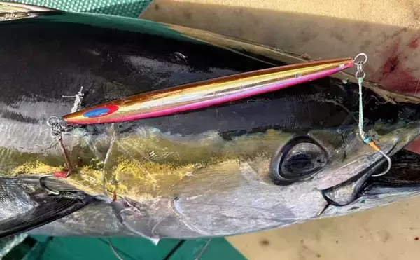 「「諦めたら試合終了？」 トンジギ釣行のラスト1投で30kg超えキハダマグロ浮上」の画像