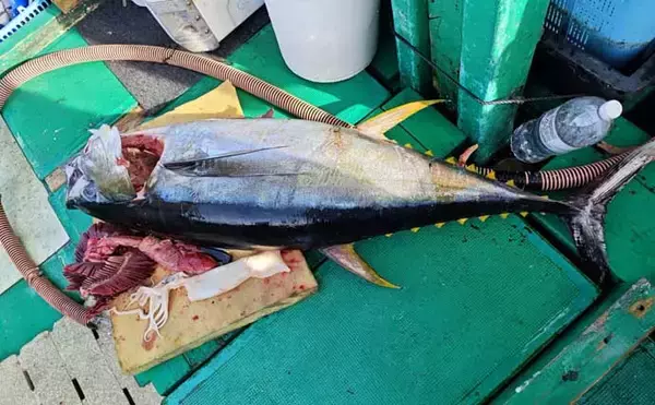 「「諦めたら試合終了？」 トンジギ釣行のラスト1投で30kg超えキハダマグロ浮上」の画像