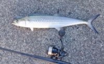 敦賀湾ショアジギングで53cm筆頭にサゴシ2匹手中【福井】ナブラ発生から一気に時合い突入