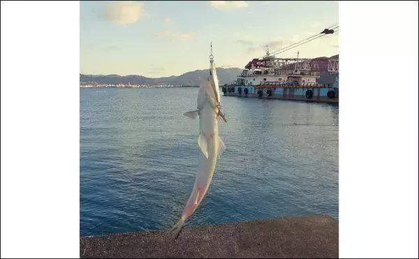 「敦賀湾ショアジギングで53cm筆頭にサゴシ2匹手中【福井】ナブラ発生から一気に時合い突入」の画像