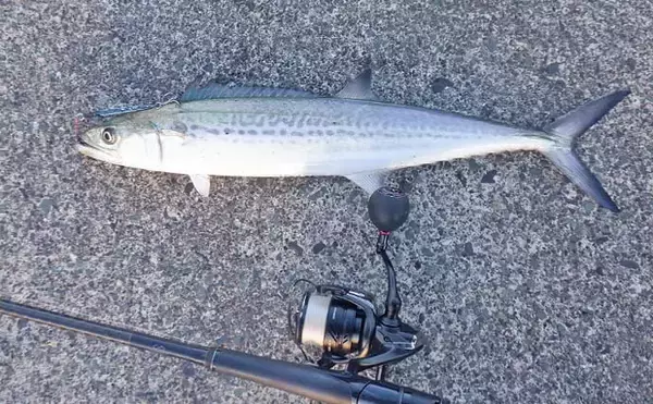 「敦賀湾ショアジギングで53cm筆頭にサゴシ2匹手中【福井】ナブラ発生から一気に時合い突入」の画像