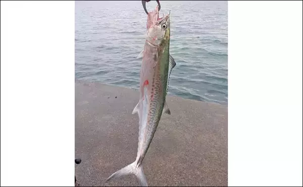 「敦賀湾ショアジギングで53cm筆頭にサゴシ2匹手中【福井】ナブラ発生から一気に時合い突入」の画像