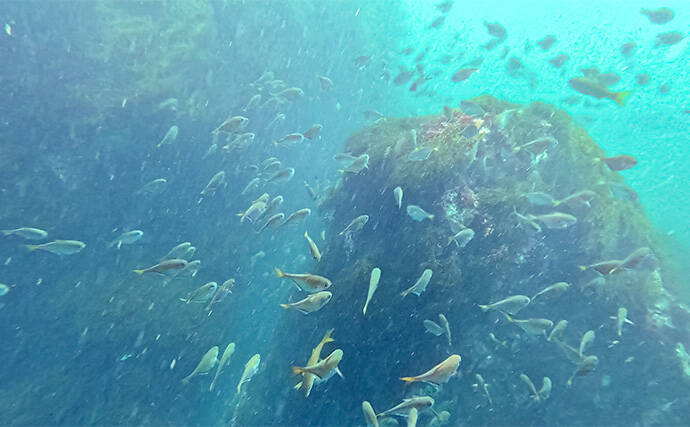 「海の中で出会ったヌシ魚に惚れた！」 磯で潜水してどんな魚がいるか調べてみた