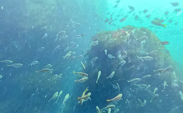 「「海の中で出会ったヌシ魚に惚れた！」 磯で潜水してどんな魚がいるか調べてみた」の画像
