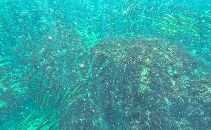 「海の中で出会ったヌシ魚に惚れた！」 磯で潜水してどんな魚がいるか調べてみた