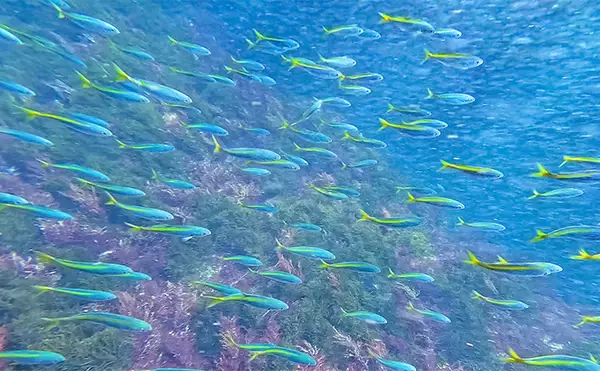 「「海の中で出会ったヌシ魚に惚れた！」 磯で潜水してどんな魚がいるか調べてみた」の画像