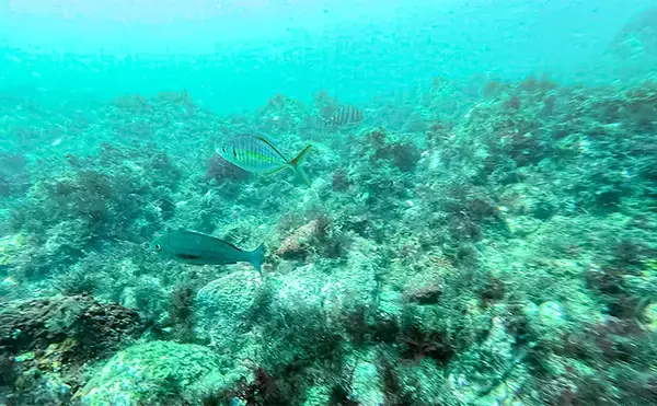 「「海の中で出会ったヌシ魚に惚れた！」 磯で潜水してどんな魚がいるか調べてみた」の画像