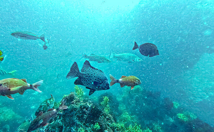 「海の中で出会ったヌシ魚に惚れた！」 磯で潜水してどんな魚がいるか調べてみた