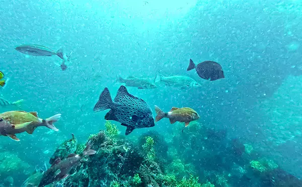 「「海の中で出会ったヌシ魚に惚れた！」 磯で潜水してどんな魚がいるか調べてみた」の画像