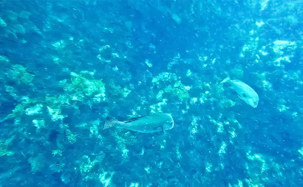 「「海の中で出会ったヌシ魚に惚れた！」 磯で潜水してどんな魚がいるか調べてみた」の画像