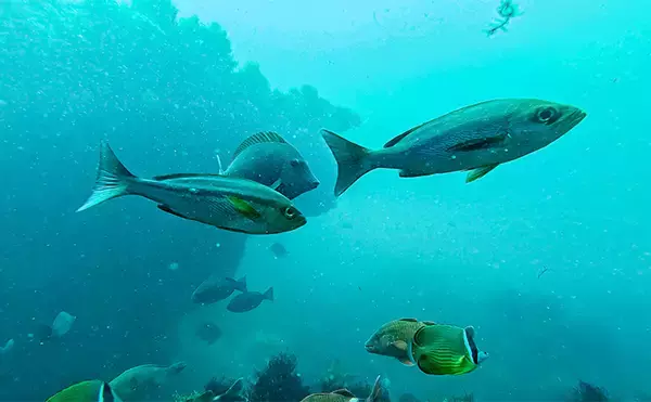 「「海の中で出会ったヌシ魚に惚れた！」 磯で潜水してどんな魚がいるか調べてみた」の画像