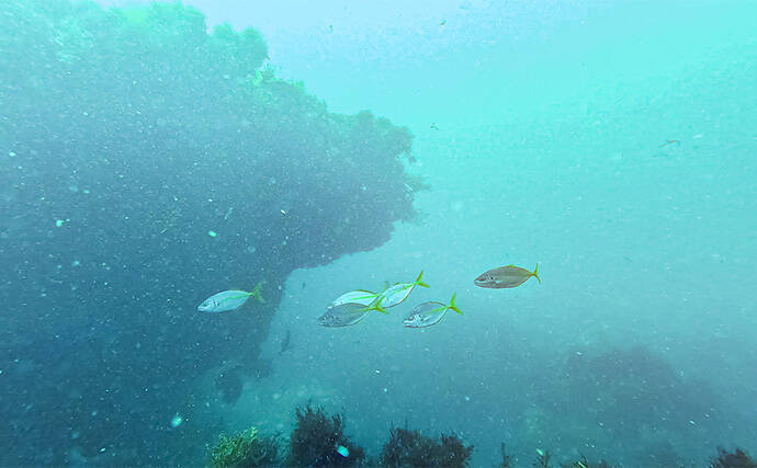 「海の中で出会ったヌシ魚に惚れた！」 磯で潜水してどんな魚がいるか調べてみた