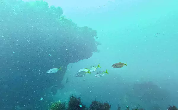 「「海の中で出会ったヌシ魚に惚れた！」 磯で潜水してどんな魚がいるか調べてみた」の画像