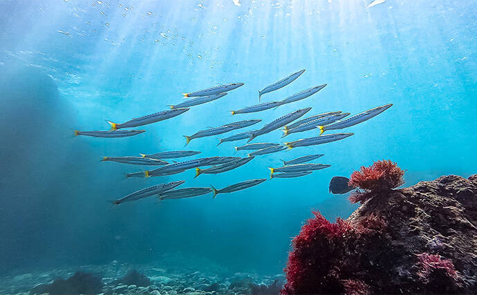 「海の中で出会ったヌシ魚に惚れた！」 磯で潜水してどんな魚がいるか調べてみた
