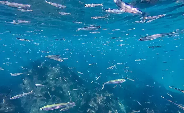 「「海の中で出会ったヌシ魚に惚れた！」 磯で潜水してどんな魚がいるか調べてみた」の画像