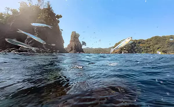 「「海の中で出会ったヌシ魚に惚れた！」 磯で潜水してどんな魚がいるか調べてみた」の画像