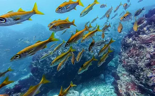 「「海の中で出会ったヌシ魚に惚れた！」 磯で潜水してどんな魚がいるか調べてみた」の画像