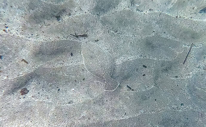 「海の中で出会ったヌシ魚に惚れた！」 磯で潜水してどんな魚がいるか調べてみた