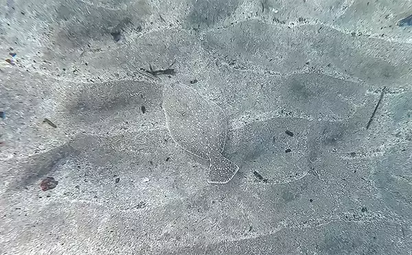 「「海の中で出会ったヌシ魚に惚れた！」 磯で潜水してどんな魚がいるか調べてみた」の画像